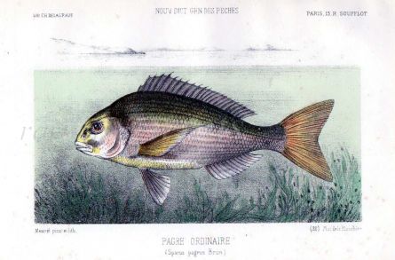 THE SEA BREAM