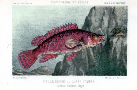 THE BALLAN WRASSE