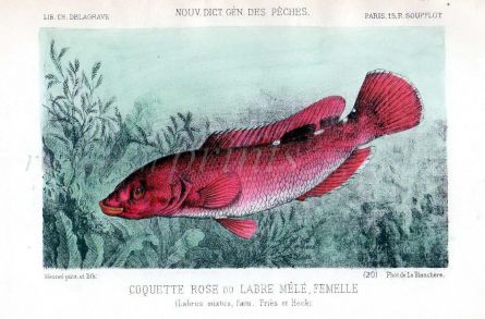 THE CUKOO WRASSE