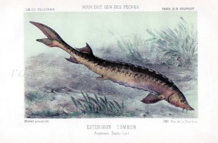 THE COMMON STURGEON