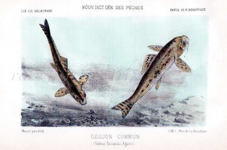 THE GUDGEON