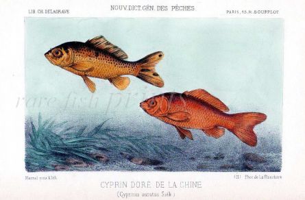 THE GOLDFISH