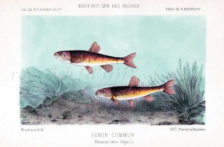 THE MINNOW