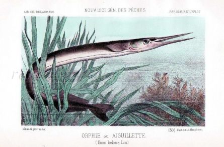 THE NEEDLEFISH