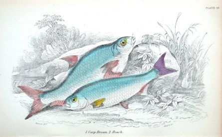 BREAM & ROACH