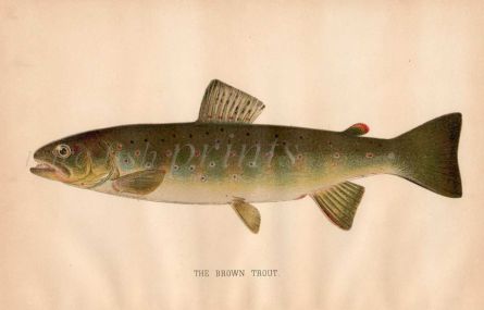 THE BROWN TROUT