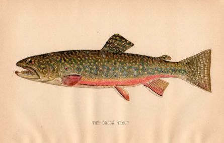 THE BROOK TROUT