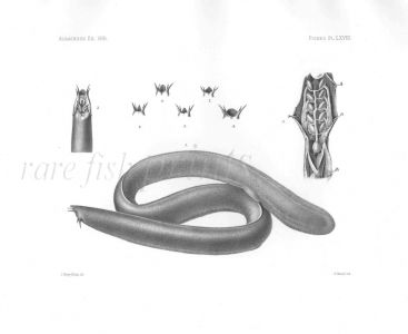 MYXINE CIRCIFRONS - Garman deep sea fish print