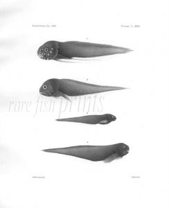 CAREPROCUTUS & PARALIPARIS - Garman deep sea fish print