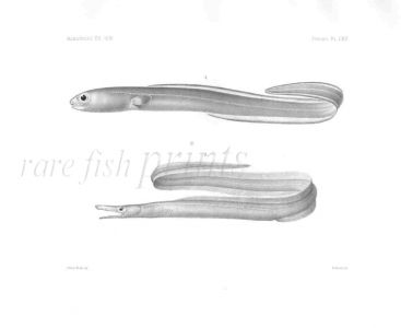CONGROSOMA & CHLOPSIS - Garman deep sea fish print