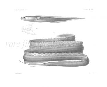 UROCONGER & VENEFICA OCELLA - Garman deep sea fish print