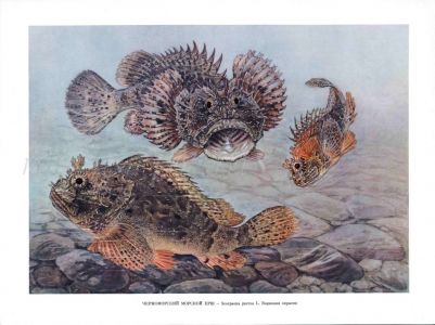 SCORPION FISH print