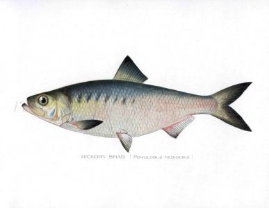 THE HICKORY SHAD print (Pomolobus Mediocris)