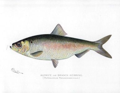 THE ALEWIFE or BRANCH HERRING print ( Pomolobus)