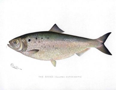 THE SHAD print (Clupea Sapidisaima)