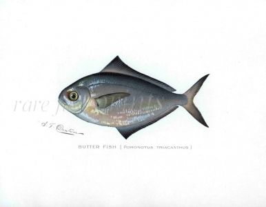 THE BUTTERFISH print (Poronotus)
