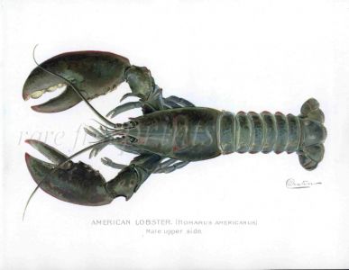 THE AMERICAN LOBSTER Male print (Homarus Americanus)