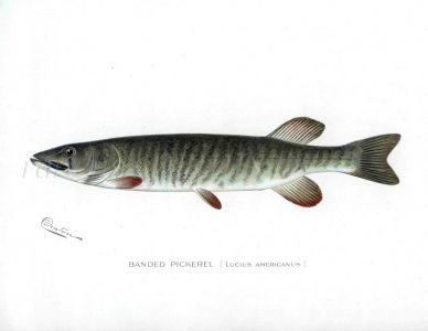 THE BANDED PICKEREL PIKE print (Lucius Americanus)