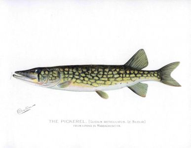 THE PICKEREL PIKE print (Lucius Recticulatus)