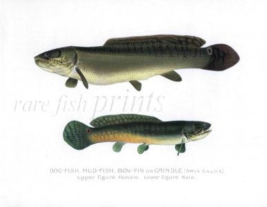 THE DOG-FISH, MUD-FISH or GRINDLE print (Amia Calva)