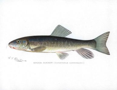 THE BROOK SUCKER print (Catostomus)