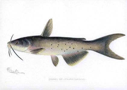 THE CHANNEL CATISH print