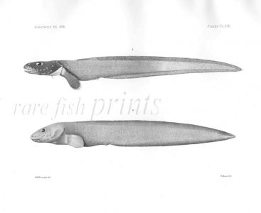 LYCODES & GYMNELIS  - Garman deep sea fish print