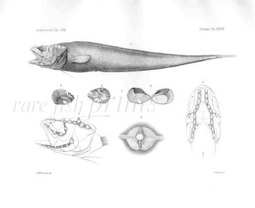 LEUCICORUS LUSCIOSUS - Garman deep sea fish print