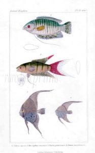 REEF AND PARADISE FISH print