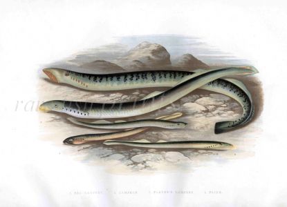 THE LAMPREY print