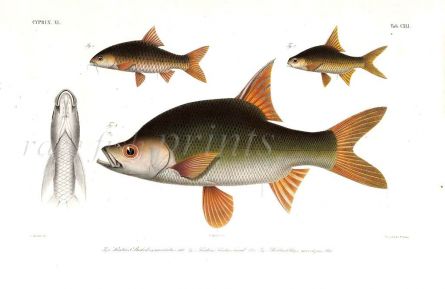 PUNTICIS MACULATUS, LAWAK & ROHEICHTHYS MICROLEPIS carp print