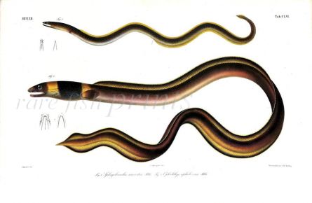 SPHAGEBRANCHUS MACRODON & OPHICHTHYS CEPHALOZONA eel print