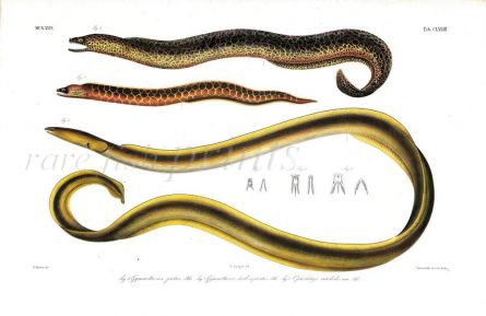 GYMNOTHORAX & OPHICHTHYS eel print