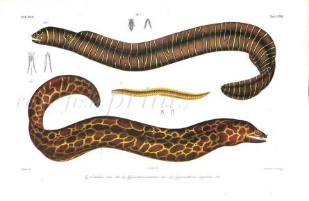 ECHIDNA ZEBRA & GYMNOTHORAX TESFELLATUS  ZEBRA & HONEYCOMB MORAY eel print