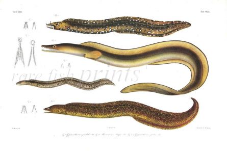 GYMNOTHORAX PARADALIS & PICTUS - LEOPARD & PAINTED MORAY - MURAENESOX BAGIO - PIKE CONGER  eel print