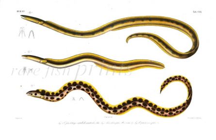 OPHICHTHUS & PISODONOPHIS eel print