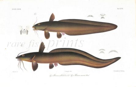 PLOTOSUS ALBILABRIS & CANIUS catfish print