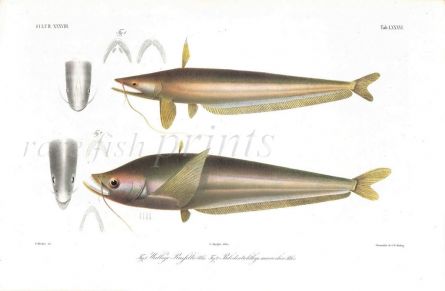 WALLAGO RUSSELLII & BELODONTICHTHYS MACROCHIR catfish print