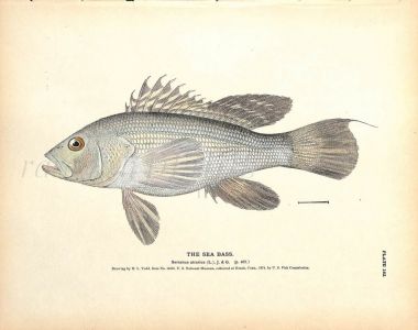 THE SEA BASS print