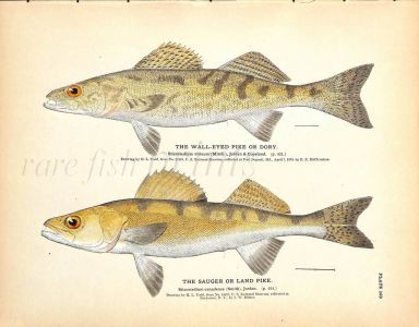 THE WALLEYED PIKE & SAUGER OR LAND PIKE print