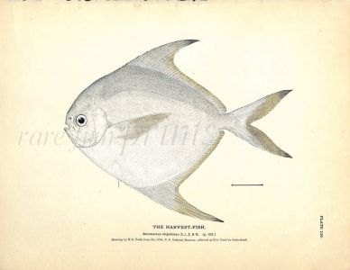 THE HARVEST-FISH print