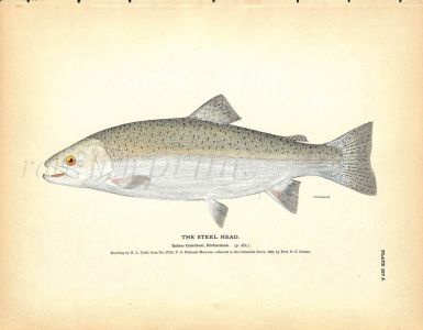 THE STEELHEAD print