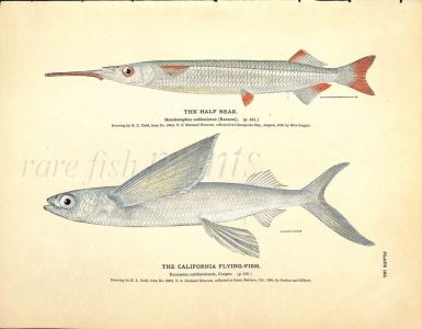 THE HALF BEAK & CALIFORNIA FLYINGFISH print