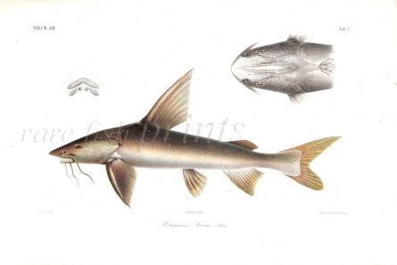 HERMIARIUS STORMI CATFISH print
