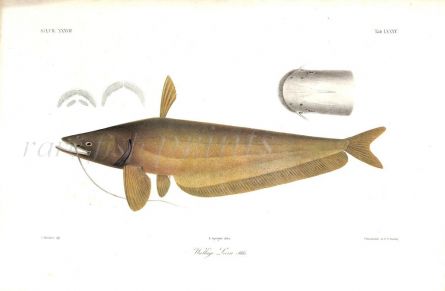 WALLAGO LEERII CATFISH print