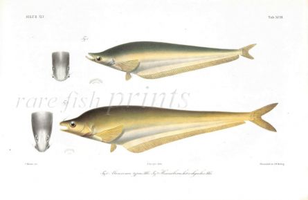 MICRONEMA TYPUS & HEMISILURAS HETERORHYNCHUS catfish print