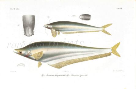 MICRONEMA HEXAPTERUS & TYPUS catfish print