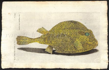 THE SPOTTED TRUNKFISH print