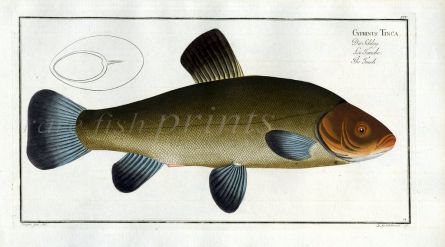 THE TENCH Bloch fish print 1758 (Cyprinus Tinca)