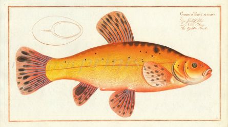 THE GOLDEN TENCH Bloch fish print 1758 (Cyprinus Tinca Auratus)